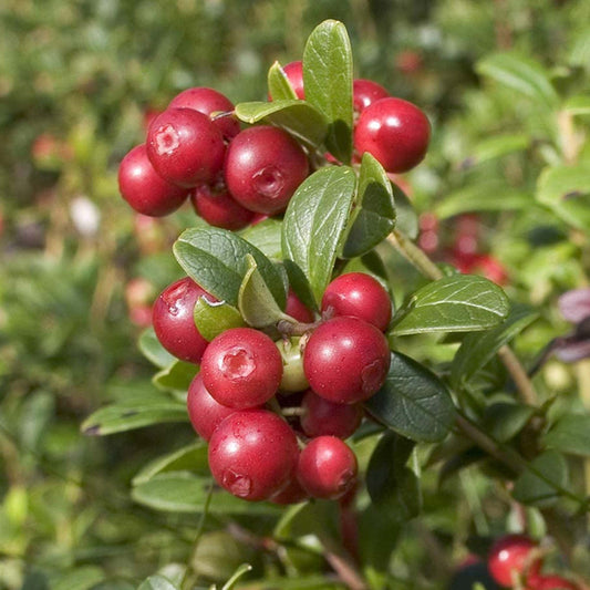 Cranberry 'Pilgrim'