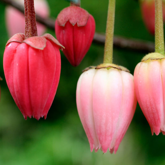 Crinodendron 'Ada Hoffmann'