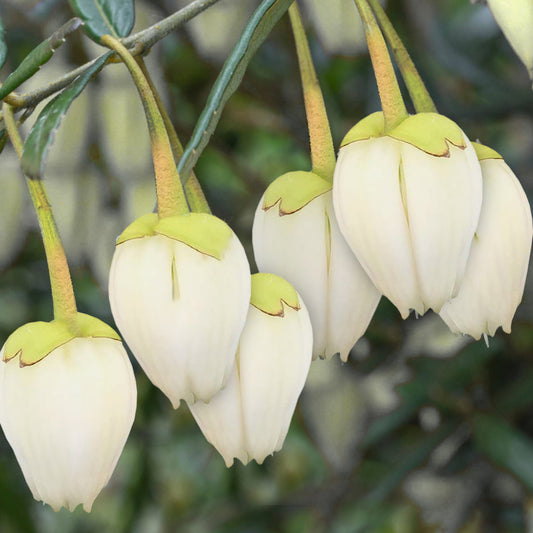 Crinodendron 'Alf Robbins'