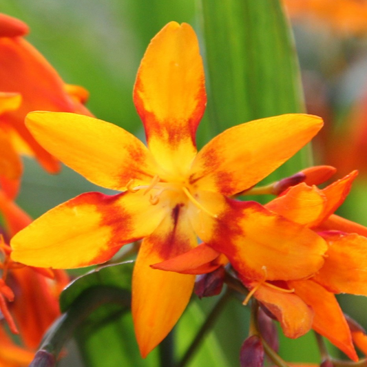 Crocosmia 'Emily McKenzie'