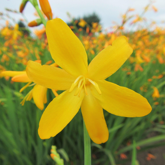 Crocosmia 'George Davison'