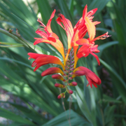 Crocosmia 'Lucifer'