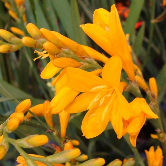 Crocosmia 'Twilight Fairy Gold'