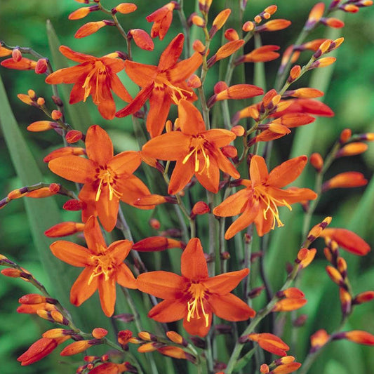 Crocosmia 'Carmin Brillant'