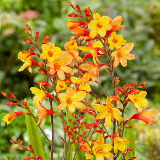 Crocosmia 'Harlequin'