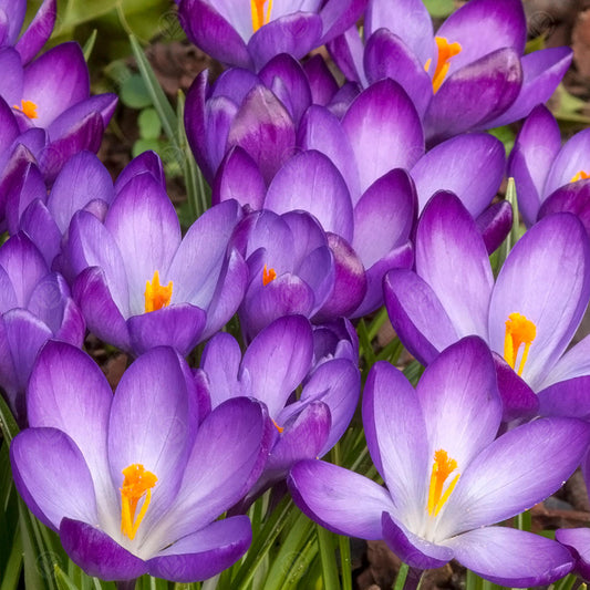 Crocus 'Ruby Giant'