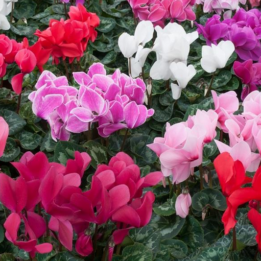 Cyclamen Carry Pack Mix