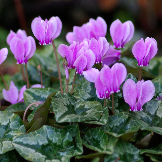 Purple Cyclamen