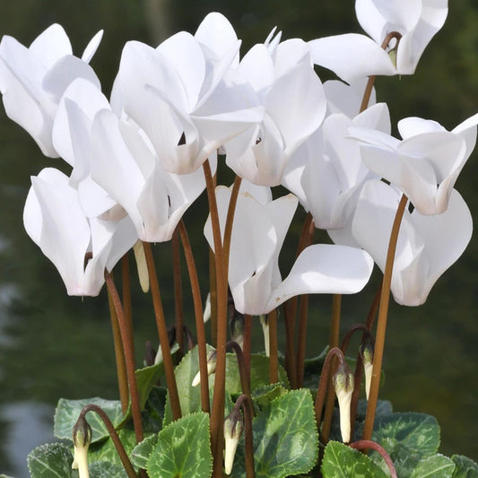 White Cyclamen