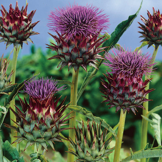 Cynara cardunculus