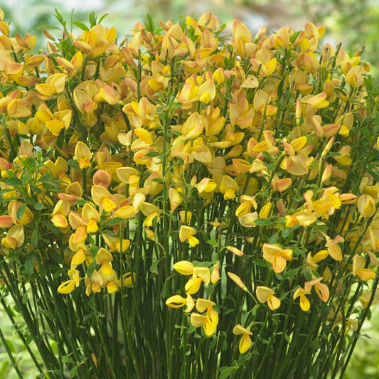 Cytisus 'Apricot Gem'