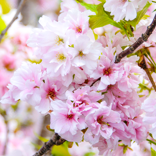 Prunus 'Amanogawa'