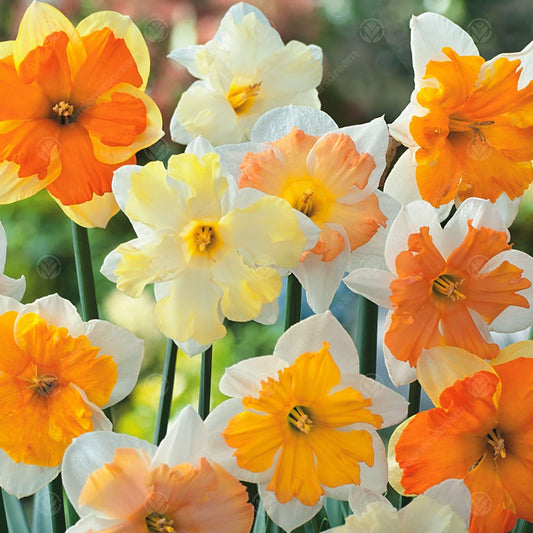 Narcissus Butterfly Garden Mix