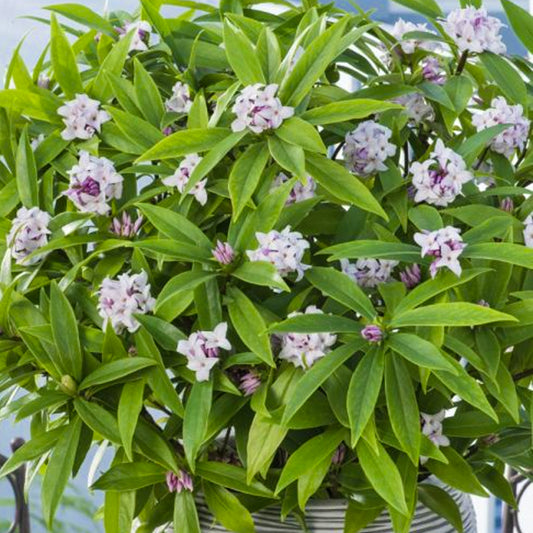 Daphne 'Perfume Princess'