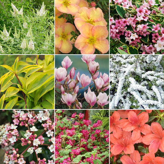 Deciduous Shrub Mix