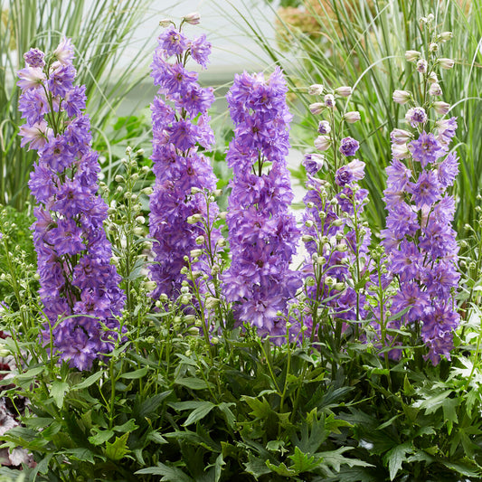 Delphinium 'Delgenius Breezin'