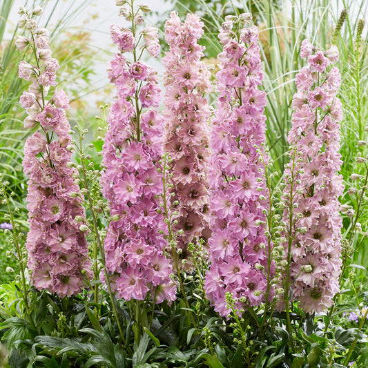 Delphinium 'Delgenius Juliette'