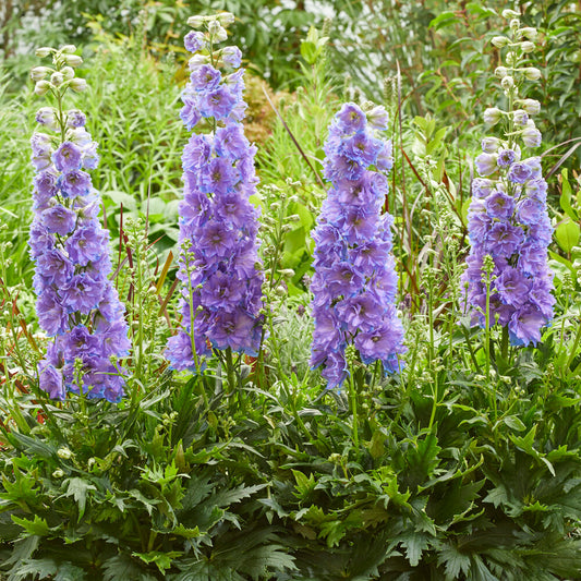 Delphinium 'Delgenius Shelby'