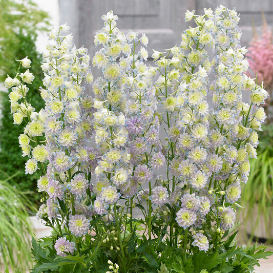 Delphinium 'Highlander Moonlight'