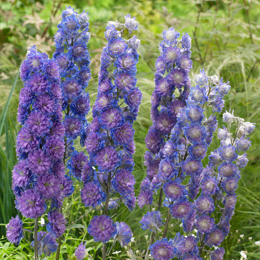 Delphinium 'Highlander Sweet Sensation'