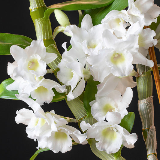 Orchid 'Sanook Coconut Dream'