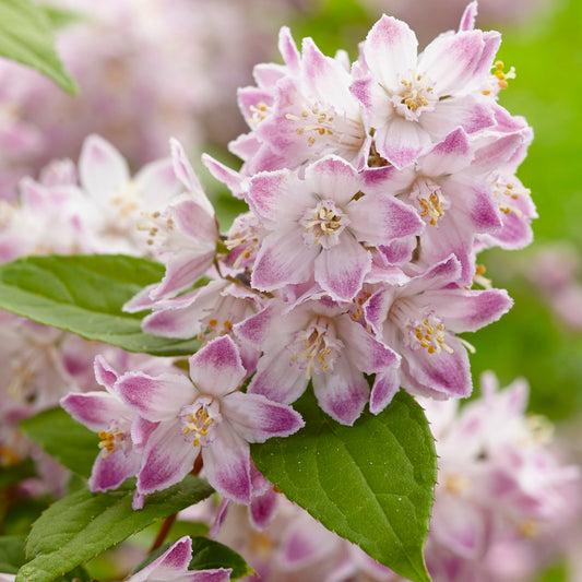 Deutzia 'Raspberry Sundae'