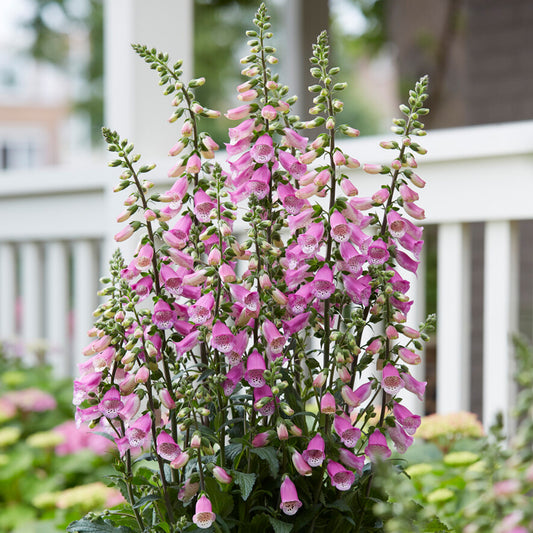 Digitalis 'Panther'