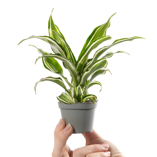 Baby Dracaena 'Kanzi'