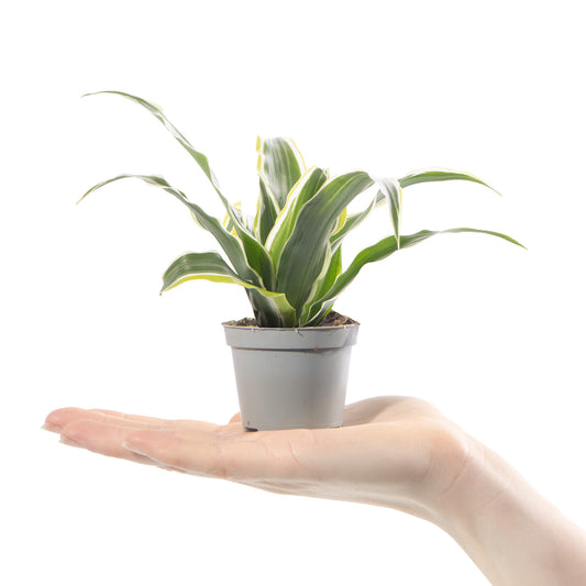 Baby Dracaena 'Lemon Surprise'