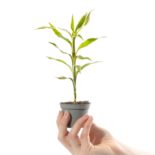 Baby Dracaena 'White Stripe'