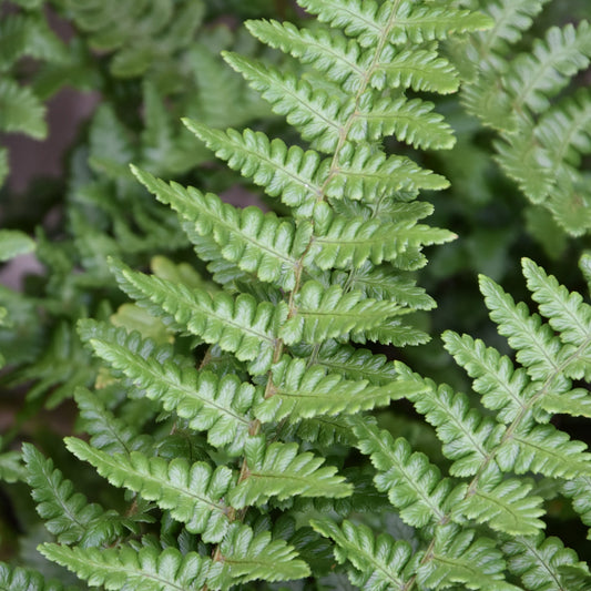 Dryopteris 'Pinderi'