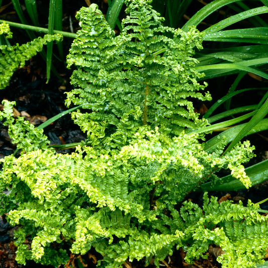 Dryopteris 'Crispa Cristata'