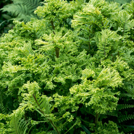 Dryopteris 'Cristata'