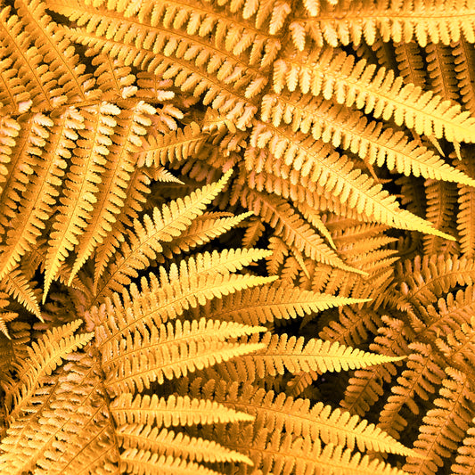 Dryopteris 'Jurassic Gold'