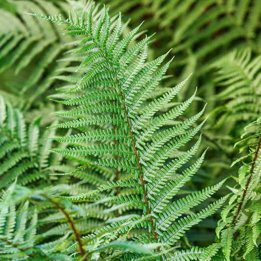 Dryopteris affinis