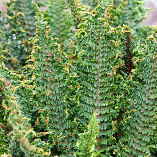 Dryopteris 'Crispa'