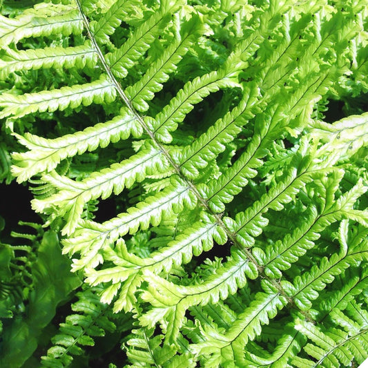 Dryopteris 'Cristata The King'