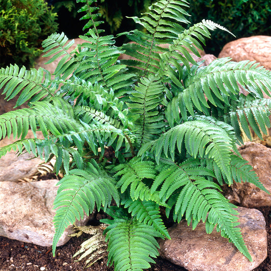 Dryopteris atrata