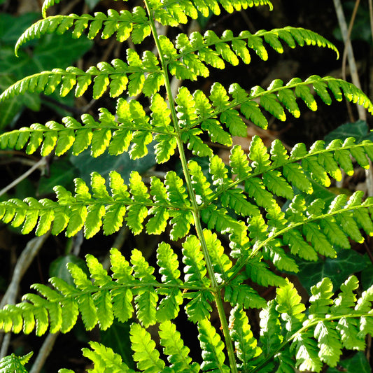 Dryopteris austriaca