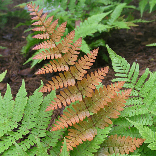 Dryopteris 'Brilliance'