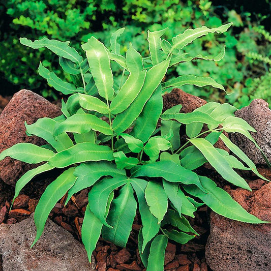 Dryopteris sieboldii