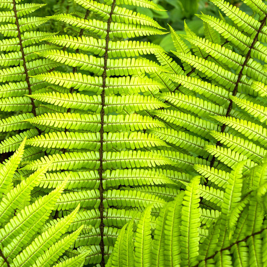 Dryopteris wallichiana