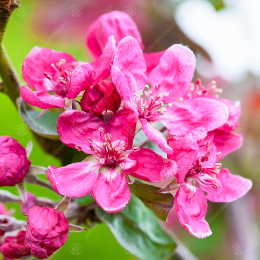 Malus 'Harry Baker'