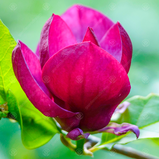 Magnolia 'Genie'