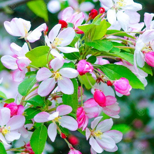 Malus x floribunda