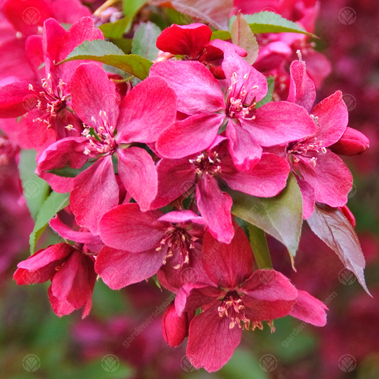 Malus 'Royalty'