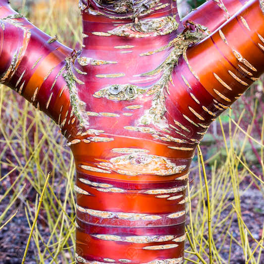 Prunus serrula