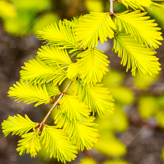 Metasequoia 'Goldrush'