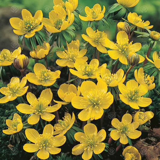 Eranthis hyemalis Cilicica Group