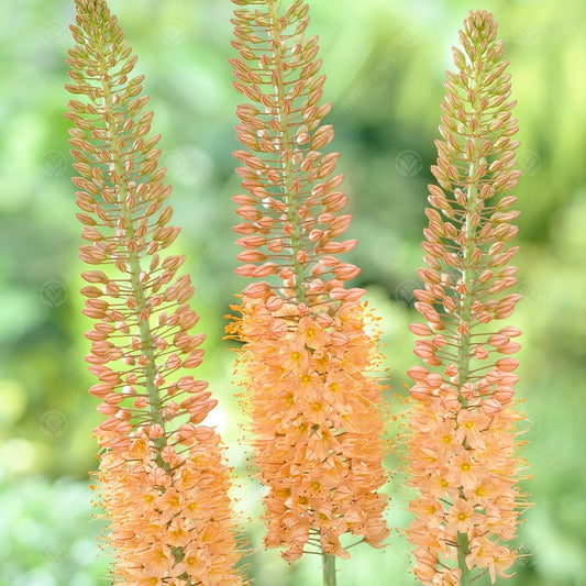 Eremurus x isabellinus 'Cleopatra'